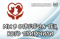 Управление ветеринарии Ленинградской области запустило проект «Мы в ответе за тех, кого приручили»